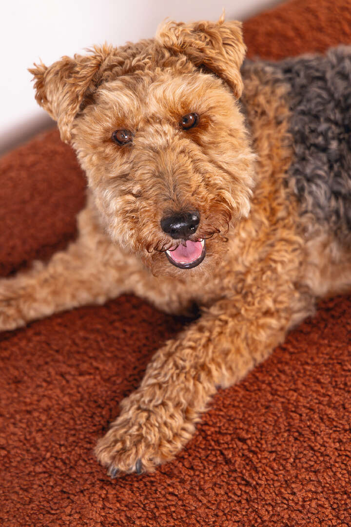 Designed by Lotte Hundekissen Yndis